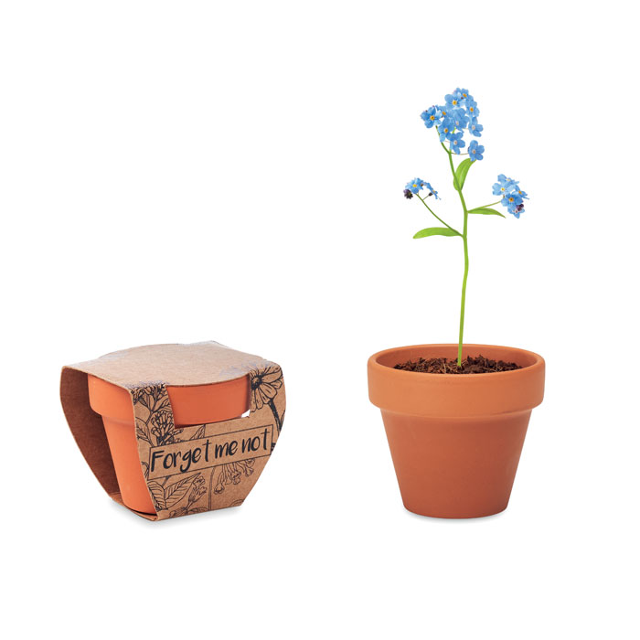 Terracotta planter ROBLE with forget-me-not seeds - wooden