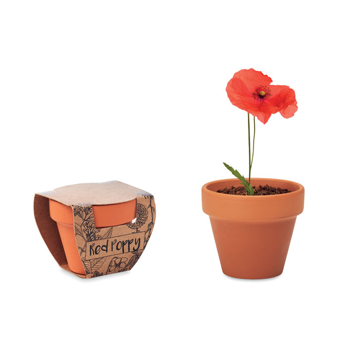 Terracotta planter POPPS with poppy seeds - wooden