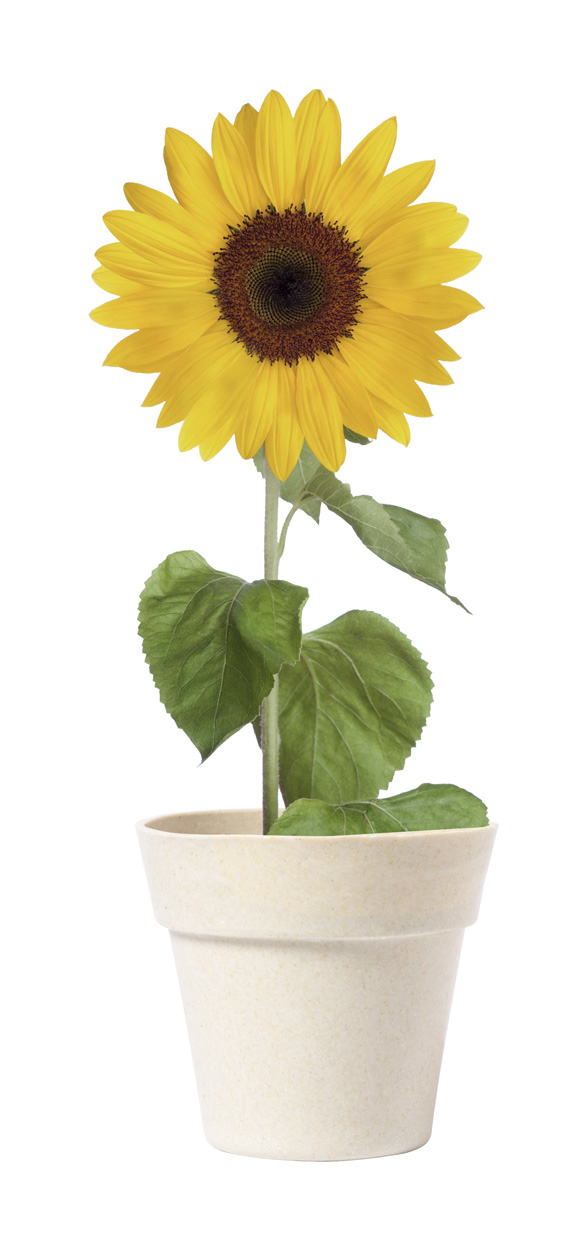 Květináč se slunečnicovými semínky TUMIL - přírodní