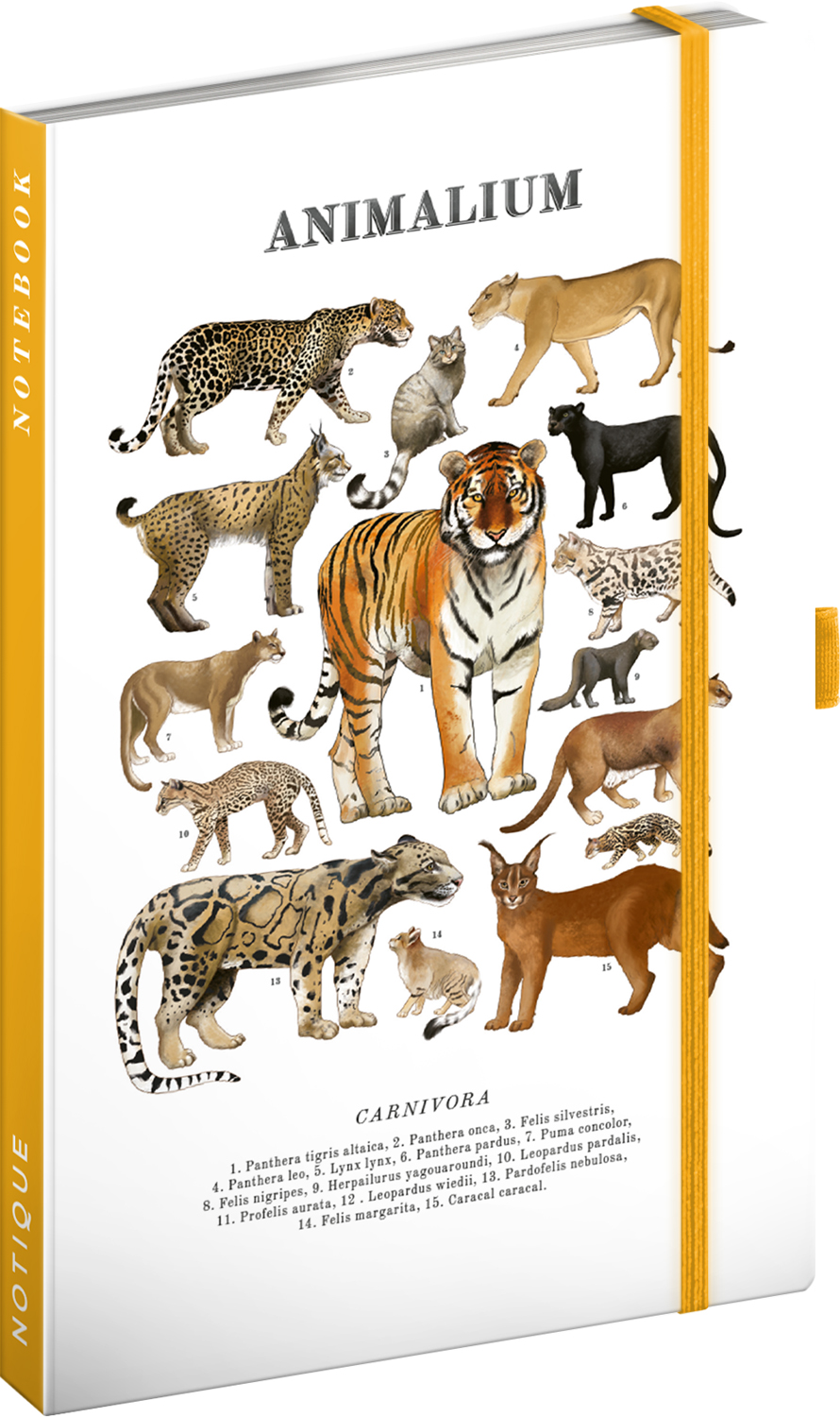 Linkovaný notes Animalium – Kočkovité šelmy, 13x21 cm
