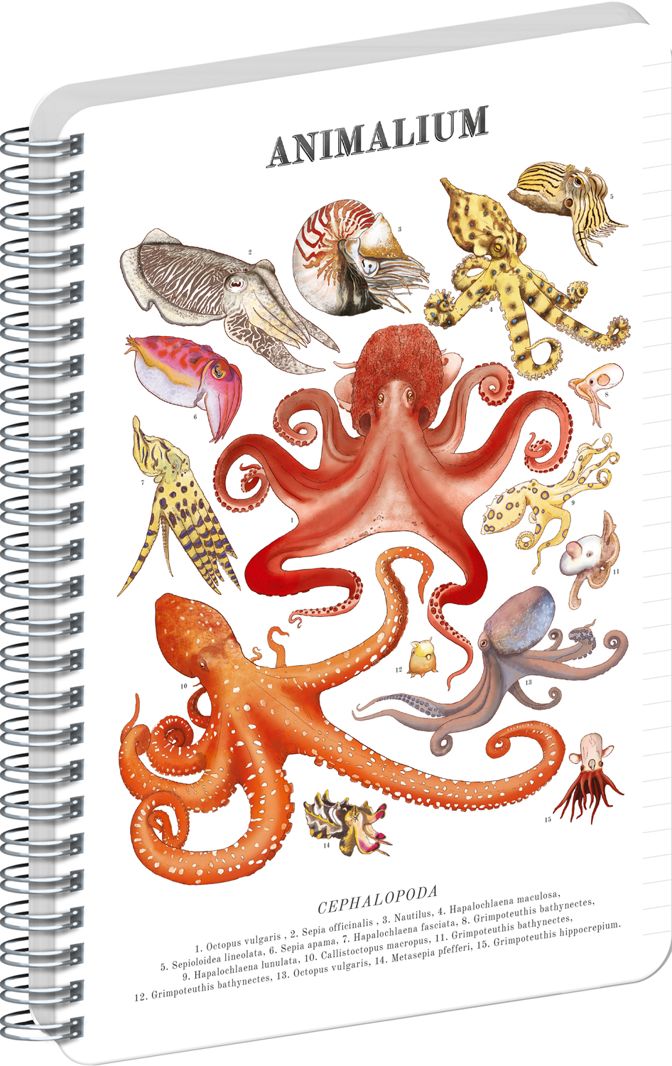 Linkovaný spirálový blok Animalium – Hlavonožci, A4