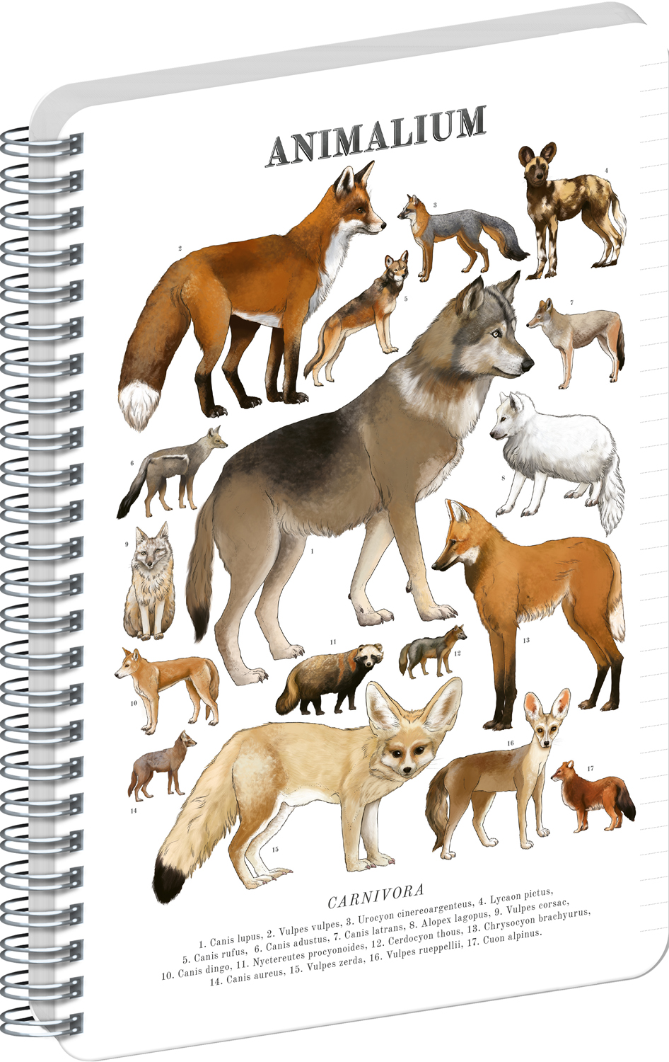 Linkovaný spirálový blok Animalium – Psovité šelmy, A4