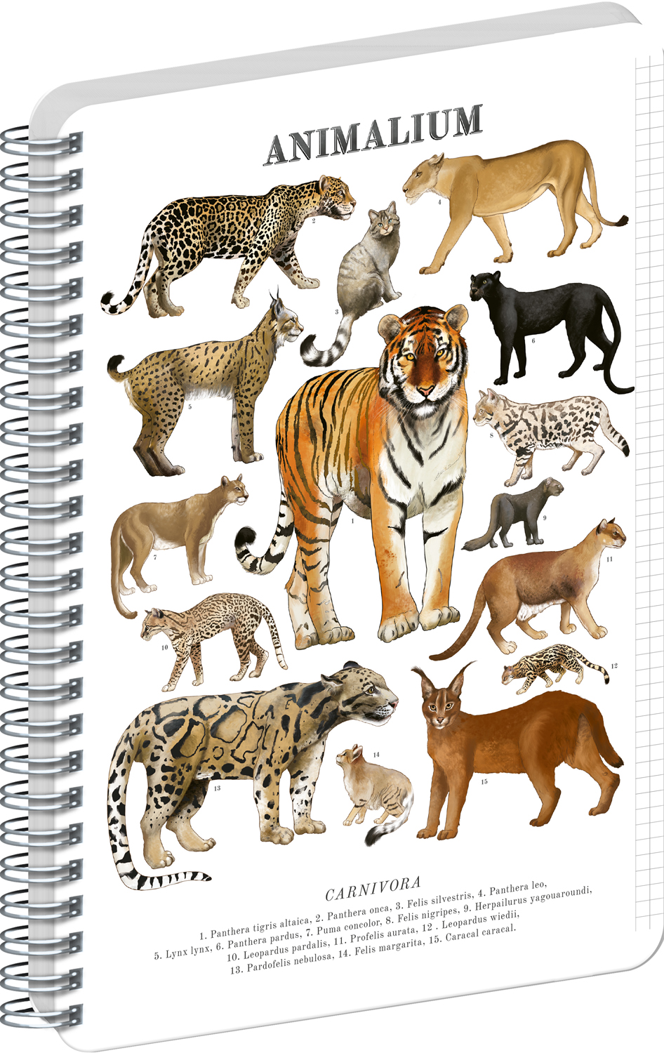 Čtverečkovaný spirálový blok Animalium – Kočkovité šelmy, A5