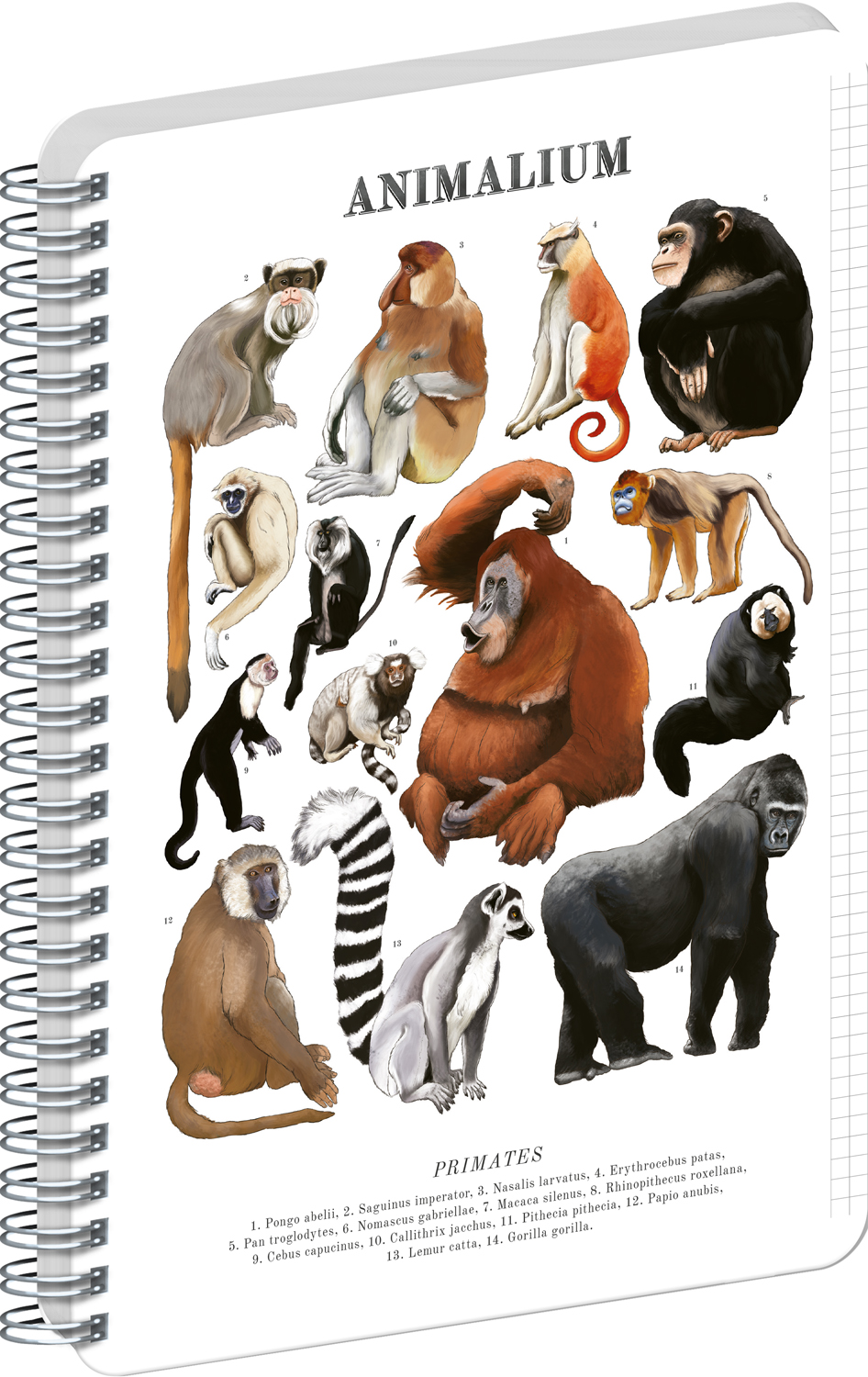 Čtverečkovaný spirálový blok Animalium – Primáti, A4
