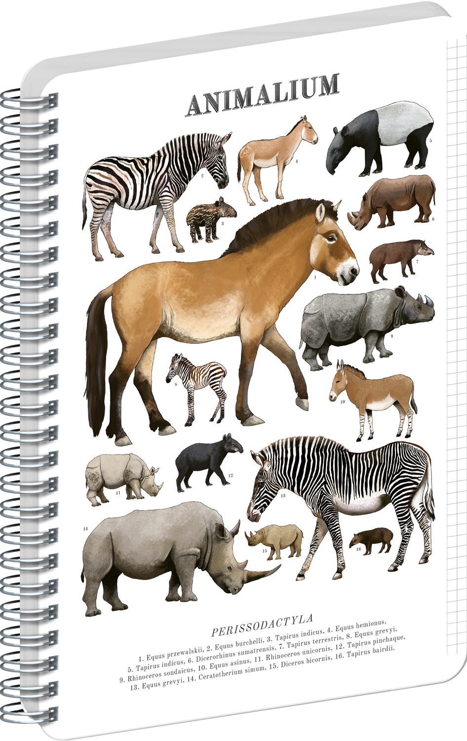 Čtverečkovaný spirálový blok Animalium – Lichokopytníci, A4