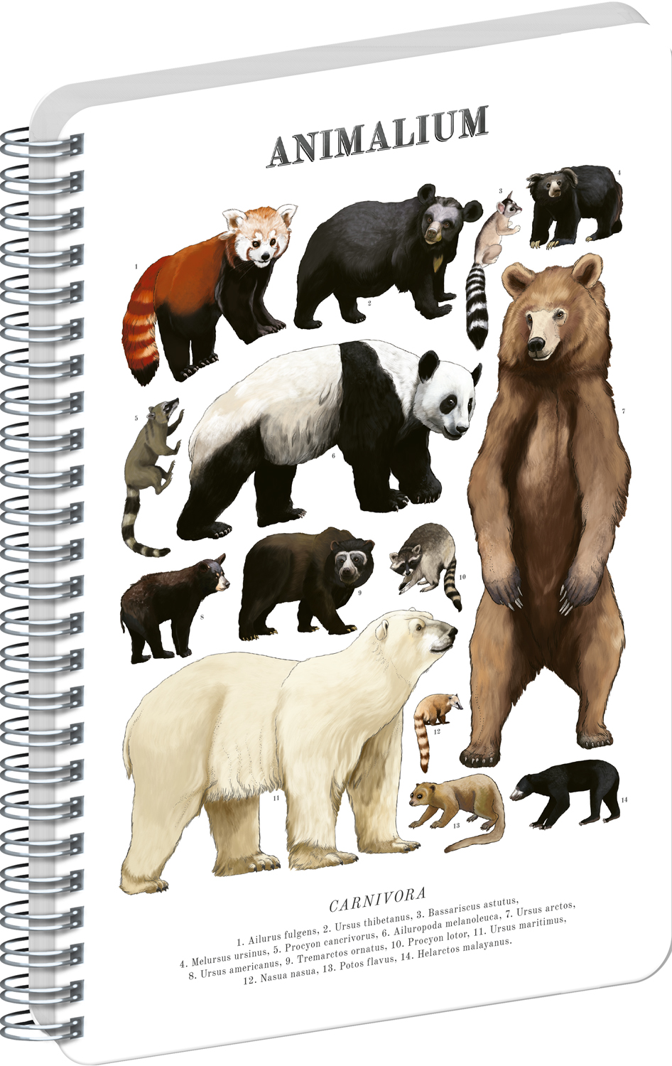 Čistý spirálový blok Animalium – Medvědovité šelmy, A5